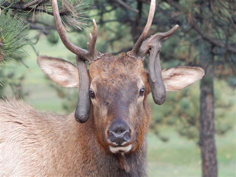 What Causes "atypical" or Non-Typical Antler Growth in Elk and Deer ...