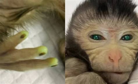 Chimera monkey made by Chinese scientists | Inquirer Technology