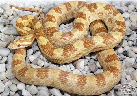 10 Beautiful Corn Snake Morphs - Reptile World Facts Butter Corn Snake Morph A beautiful buttery ...