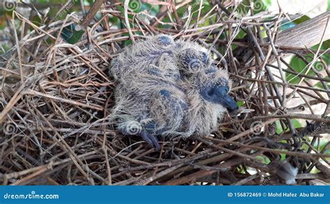 Greater Coucal Chicks in Their Nest Stock Image - Image of nature ...