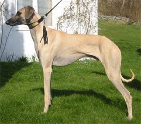 Sloughi Dog Breed Information, Pictures, Characteristics & Facts ...