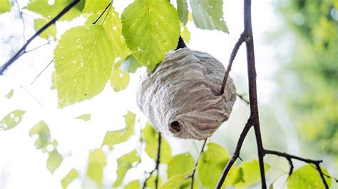 Wasp Nest In Tree