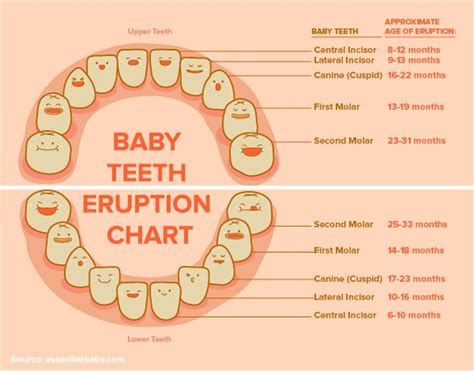 38 Printable Baby Teeth Charts & Timelines ᐅ TemplateLab