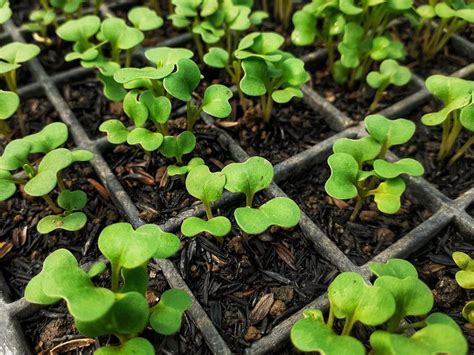 How To Grow Mustard | DIY Garden