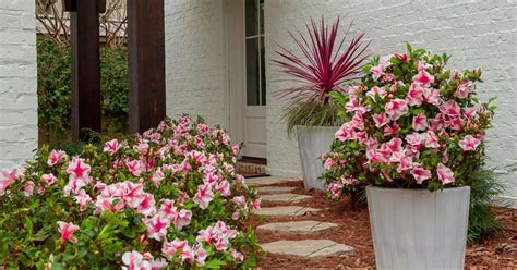 Dwarf Encore Azaleas + Companion Plants | Encore Azalea