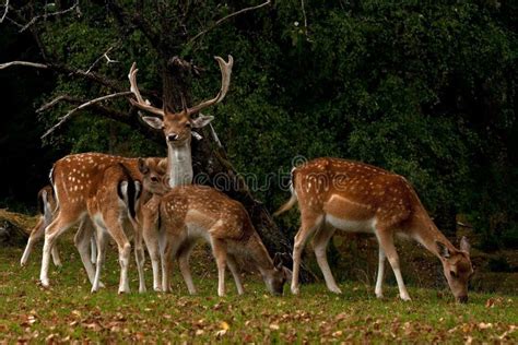 A Group of Fallow Deer, with Doe, Fawn and Buck in a Forest in Sweden ...