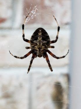 Spiders in New Jersey - Species & Pictures