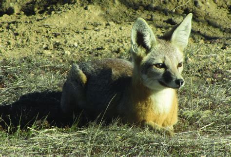 San Joaquin kit fox (Vulpes macrotis mutica); a federally endangered ...