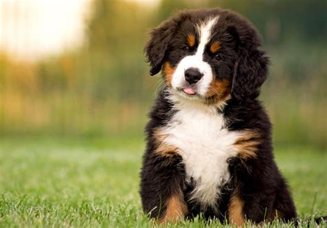 Bernese Mountain Dog for Sale Near Me | Central Park Puppies