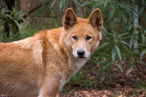 Australian Dingo | Dingo by Tim Williams in Canidae, Canis, Canis lupus dingo ... | The Land ...