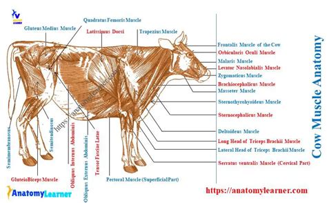 Quadriceps Femoris Cat