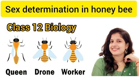 sex determination in honey bee/haplodiploidy - YouTube