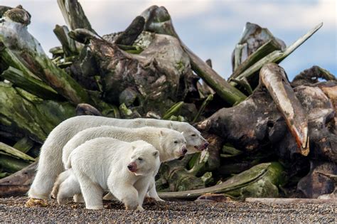 11 fotos premiadas que capturan la naturaleza en su máxima expresión ...