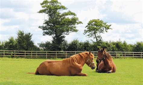 Bodmin Moor Update - Bransby Horses