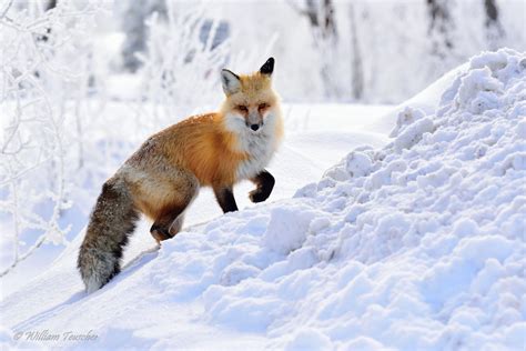 Download Winter Snow Red Fox Animal Fox HD Wallpaper by William Teuscher