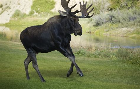 angry moose | angry bull moose chasing another moose in the … | Flickr