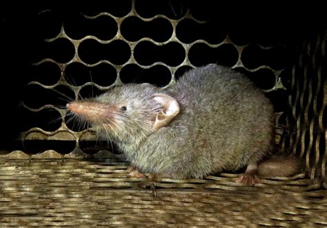 Asian House Shrew (Suncus murinus) - Bali Wildlife