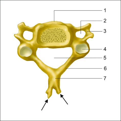 Intervertebral Foramen Cervical