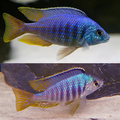 Aquarium Central -African Cichlid - Jalo Reef (Placidochromis Jalo reef) 5cm - Aquarium Central