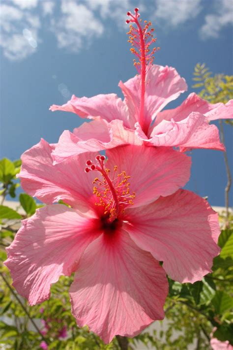 Pictures Of Hawaiian Hibiscus Flowers