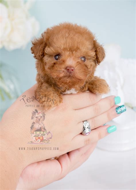 For Sale #243 Teacup Puppies Black Poodle Puppy | Teacups, Puppies ...