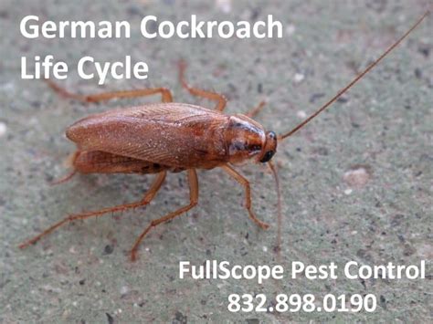 The German Cockroach Life Cycle - FullScope Pest Control