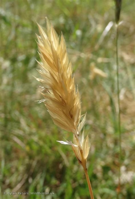 Sweet Vernal-grass - (Anthoxanthum odoratum) - Species - WildBristol.uk