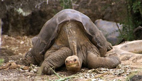 Pinta Island Tortoise Facts and Pictures