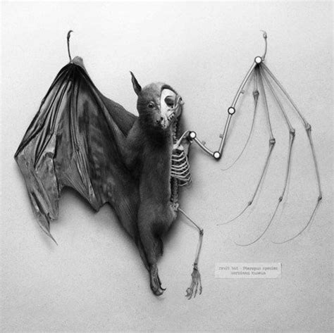 This half-skinned bat | Community Post: 40 Taxidermied Animals That Are ...