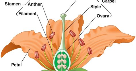 Biology: Reproduction in Flowering Plants