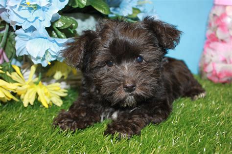 Yorkie-Poo Puppies For Sale - Long Island Puppies