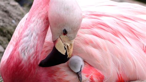 Andean flamingos lay eggs for first time since 2003, charity says | Fox News