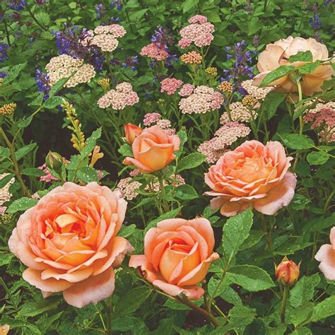 Rose 'Lady of Shalott' | White Flower Farm