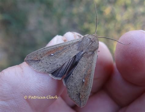 Armyworm Moth Mythimna unipuncta Haworth, 1809 | Butterflies and Moths ...