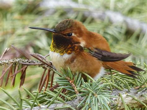 Allen's Hummingbird Guide (Selasphorus Sasin) - Birding Insider