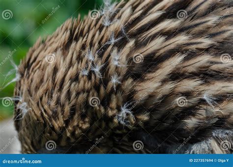 Close Up of a Beautiful Eagle Feather Stock Photo - Image of soft ...