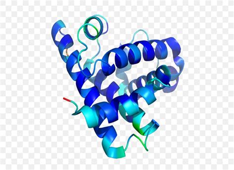 Protein Structure Myoglobin Peptide, PNG, 542x600px, Protein Structure, Amino Acid, Body Jewelry ...