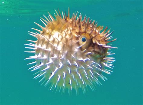 Balloonfish | Mexican Fish.com