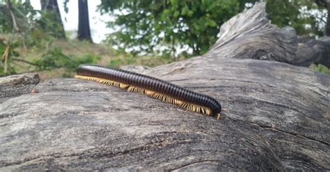 Giant African Millipede: The Pros and Cons of this Exotic Pet - A-Z Animals