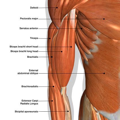 Male Arm And Chest Muscles Labeled Chart On White Stock Photo - Download Image Now - iStock