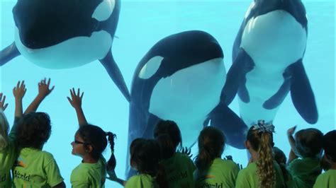 Here’s The Story of SeaWorld | SeaWorld® - YouTube