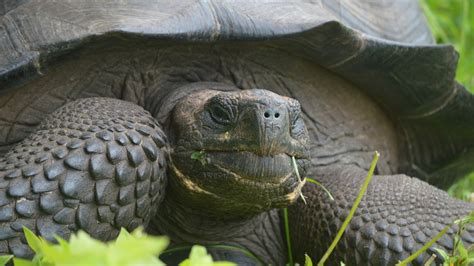 New Species of Galápagos Tortoise Is Identified - The New York Times