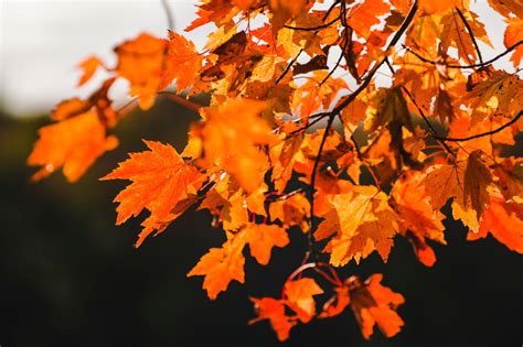 The Ultimate Maine Fall Foliage Tour – Autumn in Maine