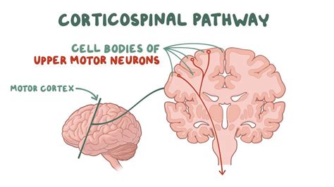 Corticospinal Tract Pathway