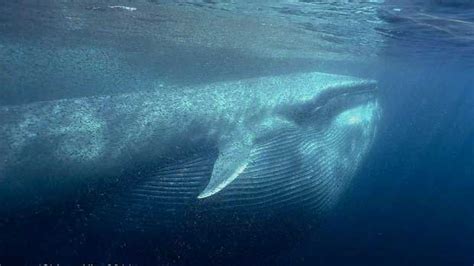 Amazing photo of a blue whale feeding on krill (her mouth is full) – 1X57