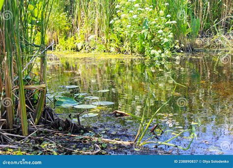 Aquatic plants in swamp stock image. Image of floral - 238890837