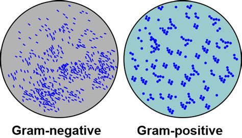 Difference between Gram-Positive Bacteria and Gram-Negative Bacteria - javatpoint