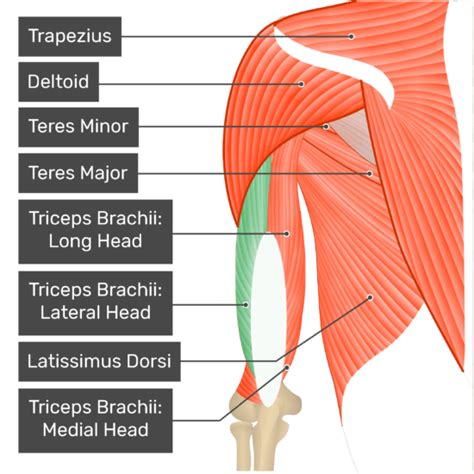 Triceps Brachii Muscle: Lateral Head | GetBodySmart