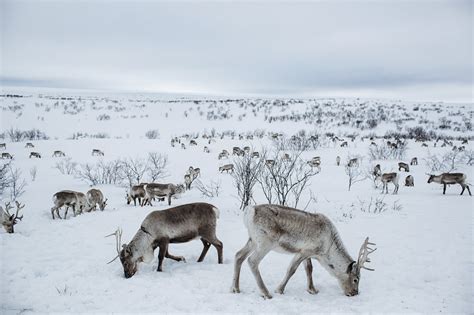 Learning With: ‘Where Reindeer Are a Way of Life’ - The New York Times