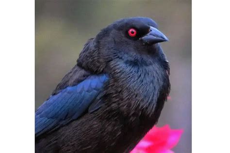 18 Black Birds with Red Eyes (Names & Images)